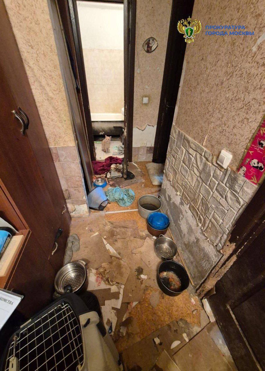 13 собак и 18 кошек ютятся в квартире дома на Ангарской улице, на это пожаловались соседи, теперь хозяев проверяет прокуратура Москвы.  Специалисты обследовали жилище и установили превышение предельно допустимой концентрации содержания аммиака. Жильцам квартиры через суд хотят запретить содержать животных, а также обязать их привести помещения в порядок.    «Москва»