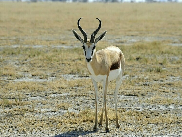 Губернатор Александр Осипов заблокировал инициативу по исключению дзерена из Красной книги Забайкалья Дзерен мигрирующая степная антилопа полностью исчезнувшая в России к концу XX века В забайкальских степях удалось восстановить численность дзерена в 22 тысячи особей что является результатом 30 лет запрета на охоту и естественной миграции из Монголии Предложение исключить дзерена из Красной книги Забайкалья подавалось под соусом того что популяция восстановилась и даже наносит ущерб сельскому хозяйству Якобы антилопы выедают ветошь и копытят землю снижая продуктивность пастбищ и сенокосных угодий Для того чтобы добиться разрешения на отстрел антилоп животных даже назначили переносчиками ящура и других инфекционных заболеваний Но по исследованиям Даурского заповедника перевыпас дзеренов наблюдается только возле животноводческих стоянок и существенного ущерба сельскохозяйственным угодьям антилопа не наносит Копытами дзерены взрыхляют почву куда попадает больше семян однолетних растений что полезно для видового разнообразия степи Экологи написали открытое письмо губернатору Забайкалья Александру Осипову предупредив о катастрофических последствиях разрешения охоты на дзеренов Запрет в Забайкалье сохранён так что добыча антилоп остается исключительно браконьерской Забайкалье