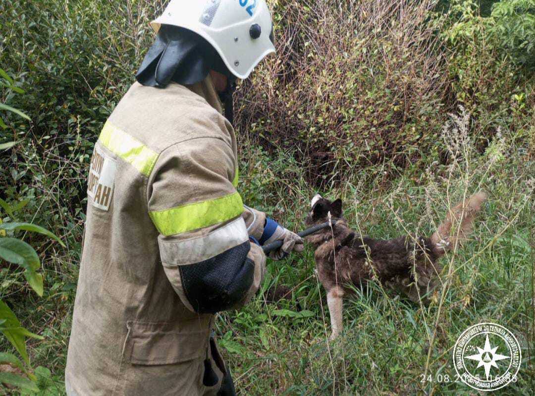 Лай из под земли спасатели оказали помощь собаке провалившейся в колодец в Туймазах Сегодняшний вызов в городе Туймазы был необычным на помощь звали не люди а испуганный лай доносившийся из под земли Собака провалилась в колодец глубиной два метра Выбраться самостоятельно у нее не было никаких шансов Спасатели Госкомитета РБ по ЧС оперативно прибыли на место и с помощью специального снаряжения подняли ее на поверхность Самым приятным моментом этой операции стало не просто выполнение задачи а счастливый финал виляющий хвост и полная свобода После быстрого осмотра стало ясно пес абсолютно цел и невредим Берегите себя и будьте внимательны к своим питомцам Госкомитет РБ по ЧС