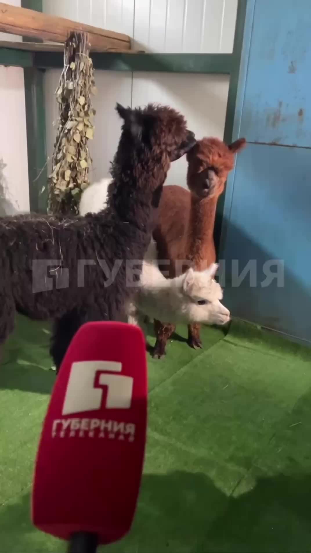 Три альпаки из Чили прибыли в зоосад Приамурский