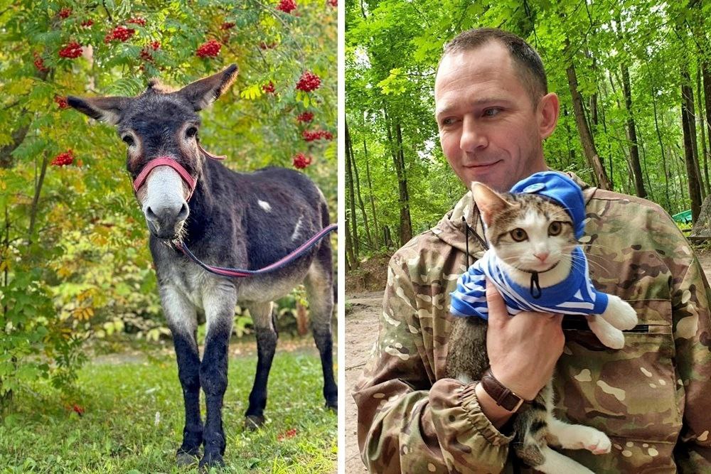 ДорогамиСВО Пушистый спецназ В боевых отрядах в зоне СВО нашли приют десятки животных Они оказывают солдатам не только моральную но и физическую помощь Одним из таких четвероногих стал ослик Жорик Там где не проходил даже квадроцикл он неутомимо нес на себе тяжелый груз Сейчас Жорик с почетом отправлен на пенсию в филиал Московского зоопарка Кошка Тимоша и выводок ее котят несут службу охраняя расположение морских пехотинцев от мышей и крыс Эти хвостатые бойцы сражаются с грызунами по всем правилам военной науки А в подразделении спецназа поселился пес со звучным графским именем Он не только научился ловить крыс но и умеет засекать дроны Военнослужащие рассказывают что примерно за полминуты до появления беспилотника их верный друг начинает скулить