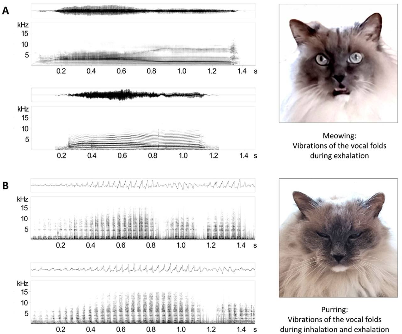 У каждой кошки уникальное мурчание которое никогда не повторяется показало новое исследование Учёные использовали алгоритмы распознавания речи чтобы сделать важнейшие выводы для человечества оказалось что мяуканье звучит по разному в зависимости от настроения а вот мурчание индивидуально и что то вроде голоса с собственной манерой речи Обычно мы слышим мяу когда кошка хочет пообщаться с человеком А вот мурлыканье они используют чтобы узнать друг друга Предъявите ваш МурID techmedia