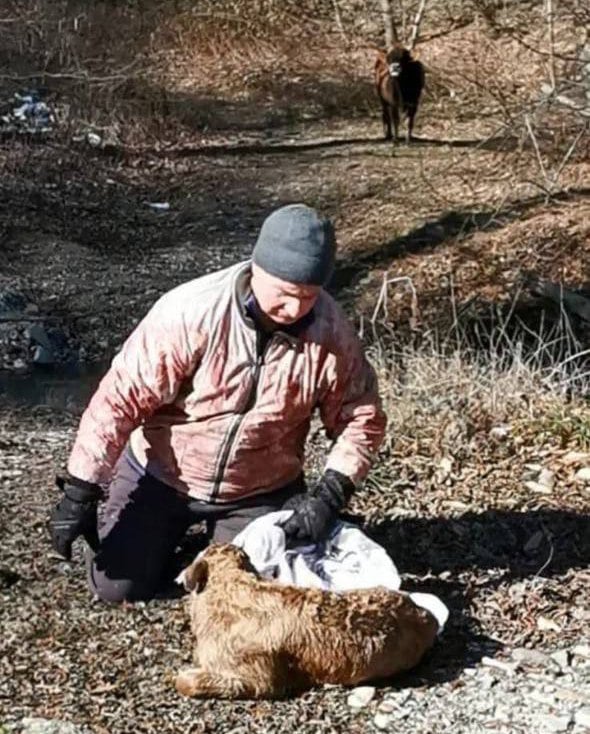 Новорожденного теленка спасли из горной реки в Туапсинском районе.  Корова отелилась и бросила детеныша в реке Агой. Животное замерзало, когда его нашла местная семья. Они вытащили теленка из воды, привезли к себе домой и обогрели.  Оказалось, что корова отелилась впервые, потому и оставила детеныша. Семья, спасшая новорожденного, нашла хозяина. И корова, и теленок вернулись в стадо.    tuapsevesti  Кубань 24