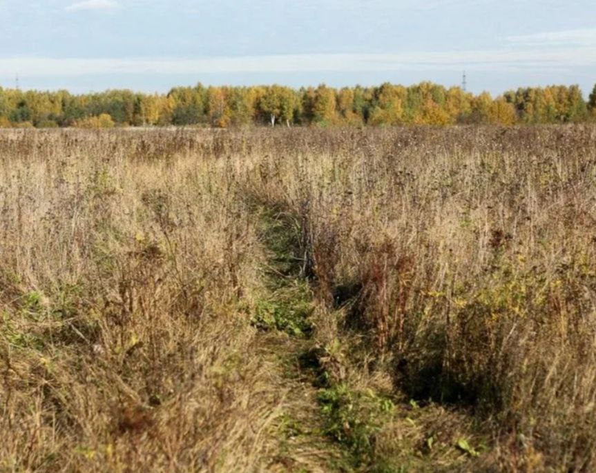 В Зеленоградском муниципальном округе выявили ещё один заброшенный сельхозучасток. Площадь 5,1 га - казалось бы, небольшая, но в регионе в последние годы и такие площади на строгом учёте: экономическую отдачу в соответствии с целевым назначением должны давать и они.