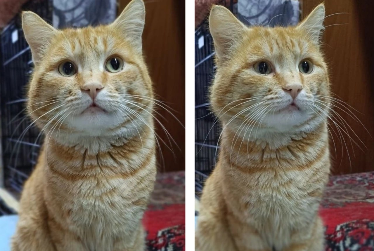 Омские волонтеры ищут новый дом для рыжего кота которого прежние хозяева планировали усыпить Историей маленького хищника по кличке Буржуй поделились в соцсетях частного приюта ЗооСпас Замечательный котишка Ласковый игривый мурчливый Был недавно принесен в ветлечебницу доброй бабушкой хозяйкой Абсолютно здорового кота притащили на усыпление по причинам нам неизвестным Забрали в приют Пристраивается в ответственные руки на условиях ненавязчивого отслеживания судьбы Заключается договор о передаче животного новому хозяину рассказали в сообществе ЗооСпаса в соцсети Вконтакте Сейчас усатому три года он полностью здоров обработан от паразитов стерилизован знает как обращаться с лотком Буржуй с удовольствием ест мясо творог яйца и сухой корм На фотографиях у кота задумчивое выражение мордочки а благодаря круглым рыжим щечкам он напоминает мандаринку Фото частный приют ЗооСпас Будьте в курсе даже офлайн NGS55 в MAX