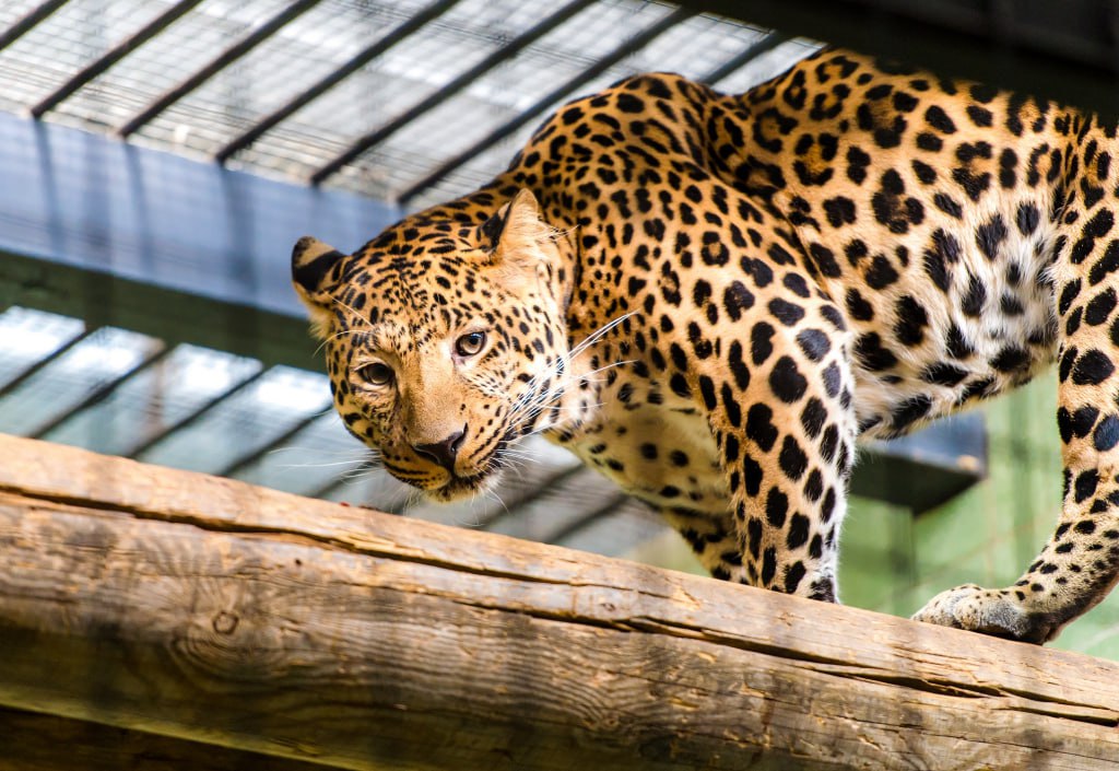 В Челябинском зоопарке рассказали о любимых долгожителях Челябинский зоопарк в этом году отмечает тридцатилетие Многие животные находятся в нем достаточно продолжительное время несмотря на преклонный возраст В репортаже агентства Челябинск Сегодня рассказывается о самых любимых долгожителях зверинца Дальневосточный леопард Лиза приехавшая в Челябинский зоопарк в 2006 году уже перешагнула 21 летний рубеж В 2023 году она потеряла свою пару леопарда Филиппа который ушел из жизни Несмотря на возраст и проблемы с передвижением Лиза продолжает находиться на экспозиции где ей достаточно комфортно Однако в этом году зоопарк планирует перевести её в специальные помещения чтобы обеспечить необходимую заботу Пара тигров Матис и Лаффи также пользуется популярностью у посетителей Несмотря на возраст тигры ведут себя игриво Однако Лаффи будет оставлена на экспозиции в то время как Матис 17 летний амурский тигр будет находиться в неэкспозиционном вольере так как у него выявили хроническую почечную недостаточность и полип в мочевом пузыре Миша 24 летний макак недавно был переведен с экспозиции из за проблем со здоровьем включая сахарный диабет Теперь он находится в условиях которые позволяют зоосотрудникам проводить ежедневные процедуры и анализы и по их словам чувствует себя хорошо Африканский леопард Амир которому почти 16 лет также испытывает проблемы со здоровьем У него возникли осложнения с поджелудочной железой желчным пузырем и почками Сейчас он тоже проходит лечение вне экспозиции и зоопарк надеется что терапия поможет ему восстановить здоровье eugenejut