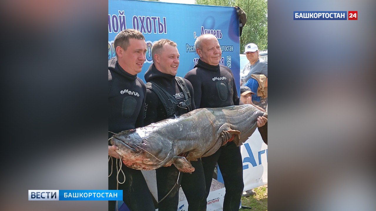 Сома весом более 50 кг поймал рыбак в Башкортостане В Агидели из реки Белой рыбак вытащил сома весом 50 килограммов. Там прошёл фестиваль по подводной охоте, в котором приняли участие 35 команд из 12 регионов России всего 105 участников . Удача улыбнулась гостю из Казани Артуру Гарипову. Состязания продолжались три дня. Среди трофеев участников были сом весом более 50 кг, сазан 12,7 кг , щука 4,4 кг , лещ 1,9 кг , карась 1,5 кг и линь 1,7 кг . Победу одержала команда «Казань сити» из Республики Татарстан, рассказал Глава администрации города Агидель Денис Ирназаров. Подписаться Сообщить новости