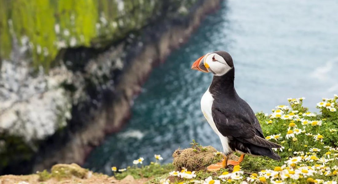 Новый рай для удаленщиков нашли в Сети на острове у побережья Уэльса всем желающим предлагают бесплатное жилье Единственное условие ежедневно нужно пересчитывать местных птичек тупиков Трем волонтерам оплатят жилье билеты и будут выдавать стипендию в 50 тысяч рублей