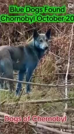 Синие собаки из Чернобыля: объяснение необычного окраса