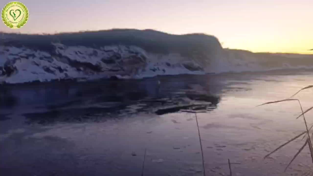 На Сахалине продолжаются усилия по спасению раненого лебеденка