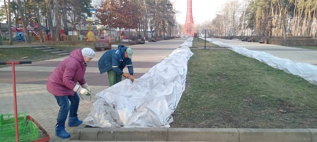 В парке «Алые паруса» начали убирать укрывной материал в розариях  В связи с повышением температуры воздуха в Воронеже сотрудники МБУ «ЭкоЦентр» проводят работы по снятию укрывного материала с кустов роз в парке «Алые паруса».    Растущие в парке розы требуют к себе внимательного отношения. Специалисты «ЭкоЦентра» ежегодно с наступлением морозов тщательно их укрывают на зиму.   В весенний период не менее важно проводить работы по уходу за розами, своевременно и аккуратно их раскрывать, не повредив кусты, проверять сохранность растения после зимовки.    Весной происходят температурные колебания воздуха за которыми будут следить сотрудники МБУ «ЭкоЦентр», чтобы сохранить уникальные розы в парке.  Снятие укрывного материала на розариях в городе проводятся специалистами учреждения в зависимости от сложившихся условий.   Например, в Воронежском центральном парке раскрывать розы будут чуть позже, так как имеется корка льда и лучше дождаться полной оттепели, чтобы не повредить корни и побеги. О проводимых работах мы сообщим дополнительно.