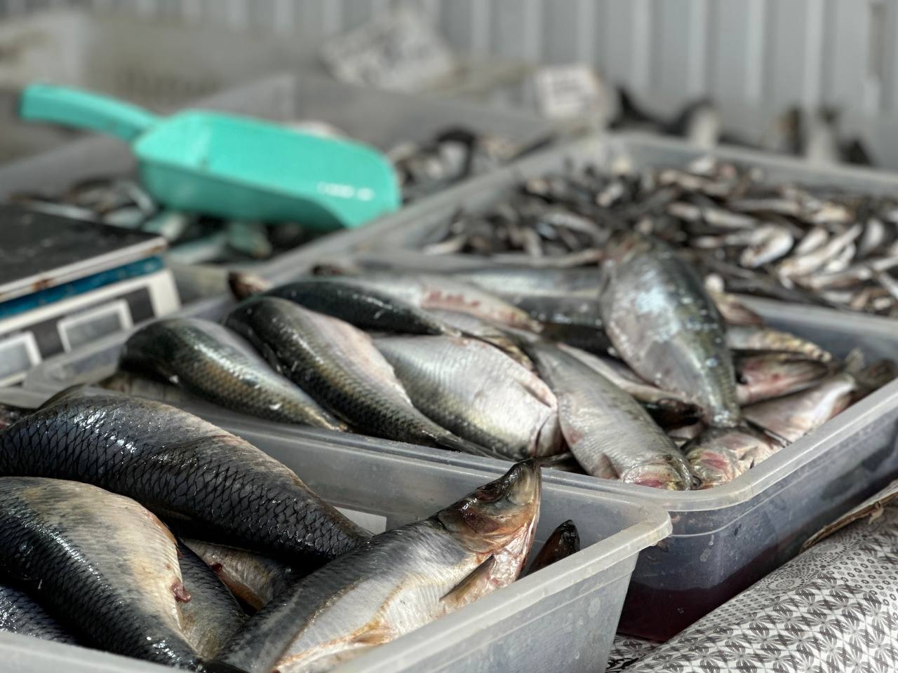 Сельдь стала самой подешевевшей рыбой в РФ по итогам 2025 года В топ самых подешевевших в оптовом звене видов отечественной рыбопродукции вошли сельдь скумбрия и треска рассказали во Всероссийской ассоциации рыбохозяйственных предприятий предпринимателей и экспортеров Цена атлантической сельди упала почти на треть и в настоящее время составляет 138 рублей за 1 килограмм Тихоокеанская сельдь подешевела на 30 до 105 рублей Стоимость скумбрии снизилась на 12 9 до 270 рублей а трески на 8 4 до 490 рублей