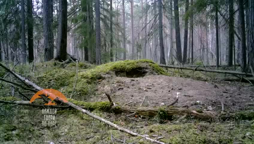 Чёрный дятел в Всеволожском районе пытался вскрыть камеру видеонаблюдения
