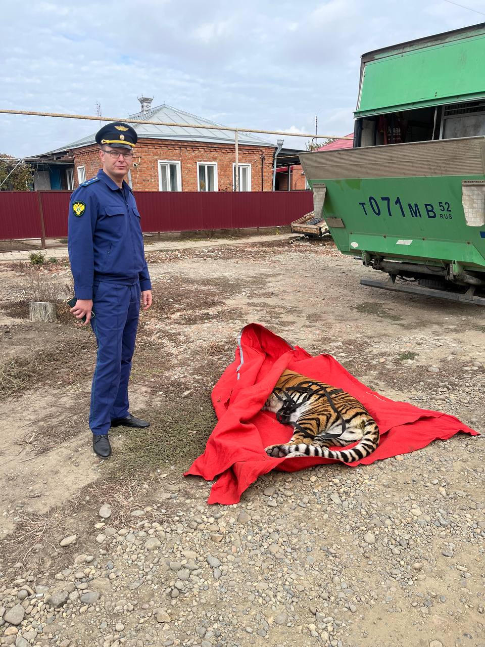 Прокуратурой Староминского района совместно с Южным межрегиональным Управлением Росприроднадзора у местного жителя изъята тигрица  Прокуратурой района совместно с Южным межрегиональным Управлением Росприроднадзора при силовой поддержке ОМВД России по Староминскому району проведена проверка информации по обращению соседей о содержании в частном домовладении тигра.  Проведенной проверкой установлено, что местный житель ст. Староминской приобрел примерно в 2021 году в неустановленном месте тигрицу с целью содержания ее дома в качестве домашнего животного в хозяйственной постройке на территории своего домовладения.  При проведении проверки у собственника тигрицы документов, подтверждающих законность приобретения животного, не оказалось, в связи с чем принято решение об изъятии тигрицы и передаче в специализированное учреждение для дальнейшего ее содержания, поскольку создается угроза безопасности жизни и здоровью людей.  В момент изъятия тигрицы собственник дикого животного оказывал сопротивление и препятствовал изъятию животного, пытался вывезти его на своем автомобиле с целью его дальнейшего укрытия, в связи с чем в отношении него сотрудниками ОМВД России по Староминскому району составлен административный материал по ч.1 ст. 19.3 КоАП РФ  неповиновение законному распоряжению или требованию сотрудника полиции в связи с исполнением им обязанностей по охране общественного порядка и обеспечению общественной безопасности , который передан на рассмотрении в Староминский районный суд.  Кроме того, в момент изъятия животного собственником произведены неоднократные избиения животного, по данному факту собран материал проверки о жестоком обращении с животным, принятие процессуального решения в отношении собственника животного контролируется прокуратурой.    В настоящий момент тигр изъят и передан на временное содержание в специализированную организацию до определения конечного места его содержания.