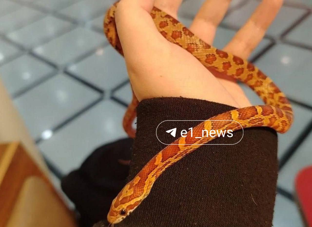 В одном из вагонов 15 го трамвая потерялась змея Екатеринбуржец купил маисового полоза в зоомагазине и повез домой на общественном транспорте Тогда то змейка и сбежала Она не ядовитая Змея пока совсем маленькая около 45 сантиметров Е1