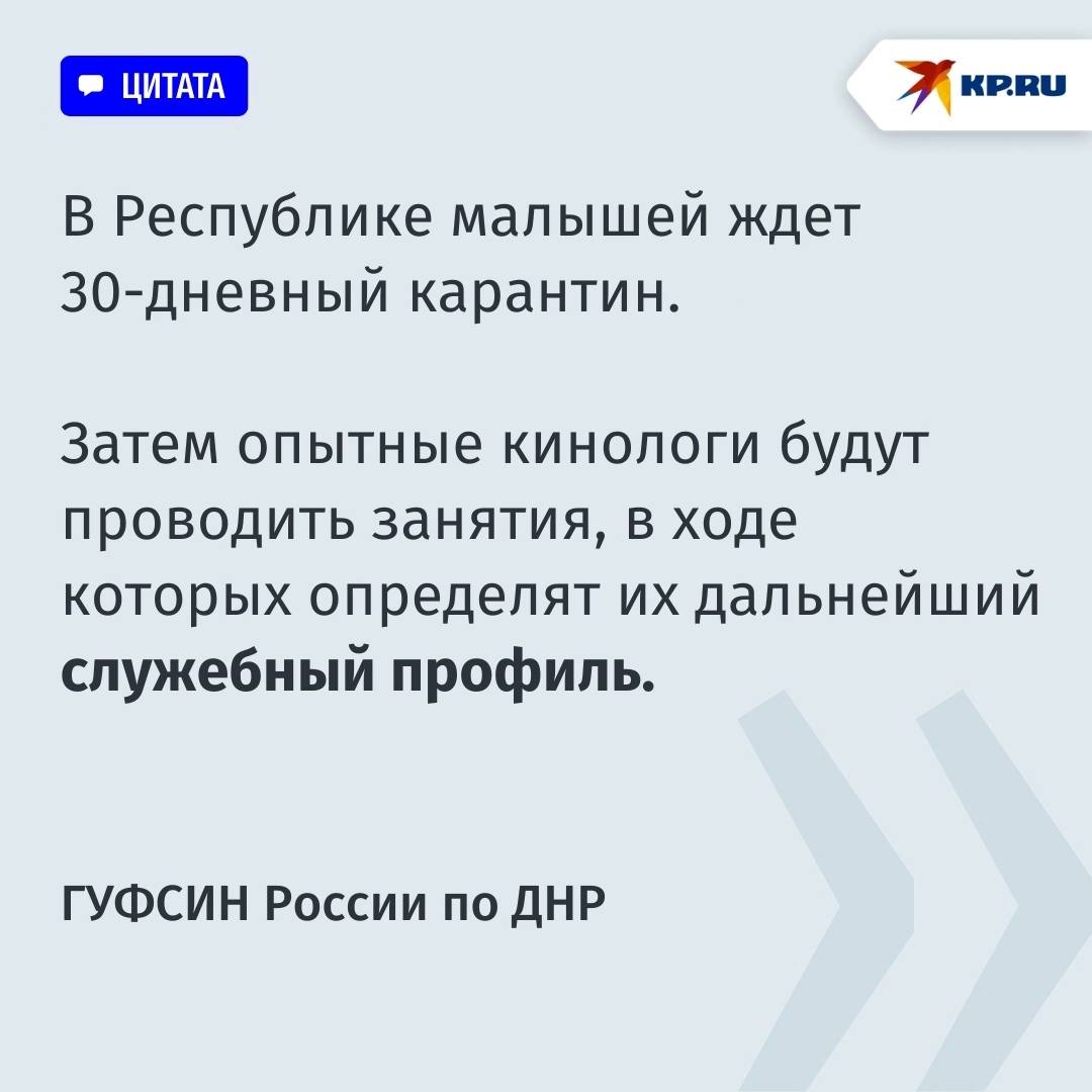 Выращены в племенном питомнике: Ччетыре немецких овчарки поступили на службу в учреждения ГУФСИН России по ДНР  Четырех щенков породы немецкая овчарка по кличке Гуччи, Галактика, Герон и Гром доставили из Воронежской области для несения службы в исправительных колониях.  Животные прошли начальные курсы по общей дрессировке, преодолению препятствий, развитию игрового и апортировочного инстинктов.  Все приобретенные навыки они с легкостью продемонстрировали сотрудникам ГУФСИН России по ДНР, которые приехали за ними в город Борисоглебск.