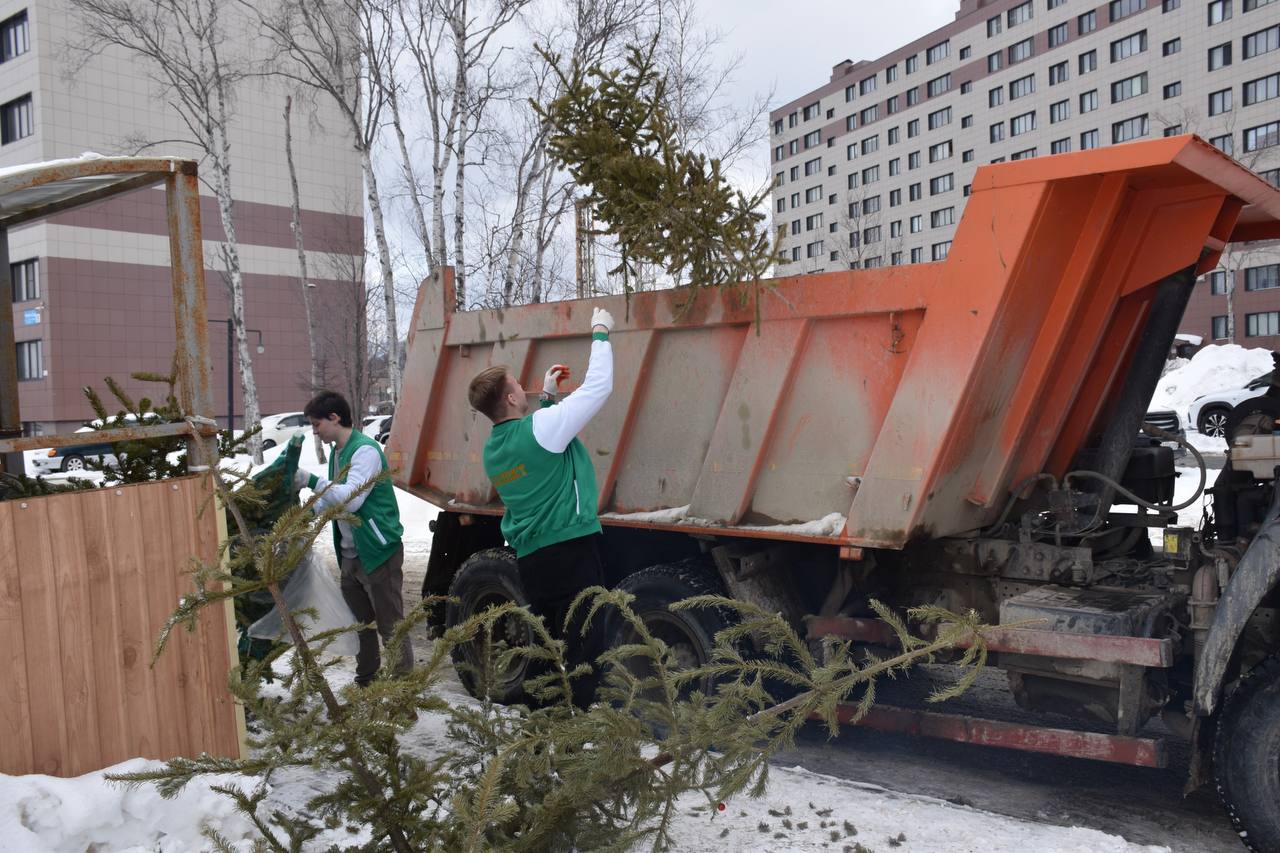 В Южно-Сахалинске началась  межрайонная акция "Вторая жизнь елки".   В островном регионе ее проводят впервые. Каждый день с 20 контейнерных площадок, которые определили как пункты приема елей, волонтеры собирают выброшенные деревья для дальнейшей переработки. За первый день акции уже собрали больше 30 хвойных. Все деревья транспортируют в Аниву, где частный предприниматель с помощью спецтехники перерабатывает деревья в щепки. Из вторсырья изготавливают блоки для строительства жилых домов. Акция "Вторая жизнь елки" продлится до  28 января.  Сдать ель на переработку можно по адресам      Северный городок 39   2-я Красносельская 22   Советская 2,  158А   Украинская 31,  105   Крайняя 37   Физкультурная 12,  26   Бумажная 24В   Комсомольская 152,  276,  285А   Победы 15, 74   Ленина 314