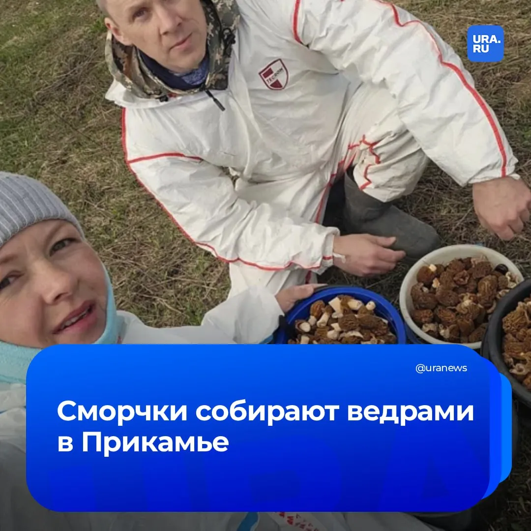 Грибной джекпот пермячка за одно утро собрала больше 30 литров сморчков Жительница Пермского края Яна Зернина похвасталась впечатляющим весенним урожаем За одно утро в Кишертском районе ей удалось собрать 32 литра сморчков Фотографиями и впечатлениями девушка поделилась в соцсетях За утро собрали 32 литра сморчков Собирали 10 мая в Кишертском районе Видели в лесу лося или оленя но он очень быстро сбежал от нас поделилась Яна Подписаться на URA RU мы в MAКС