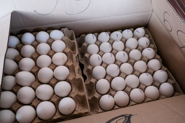 В Волгоградской области за 3 квартала 2025 года произвели 646 4 миллиона яиц Это на 1 3 превышает показатель аналогичного периода прошлого года сообщает облкомсельхоз Увеличение выпуска продукции обусловлено высокой обеспеченностью собственными кормами сельхозпроизводители подготовили 373 2 тыс тонн зернофуража на 2 1 больше запланированного Важную роль играет также научно исследовательская деятельность региональные ученые и специалисты разрабатывают новые виды кормов и добавок которые получают признание на федеральном уровне Отметим что развитие животноводства обеспечение жителей качественной местной продукцией в числе приоритетных задач поставленных губернатором Андреем Бочаровым в рамках стратегии развития агропромышленного комплекса региона на ближайшее десятилетие