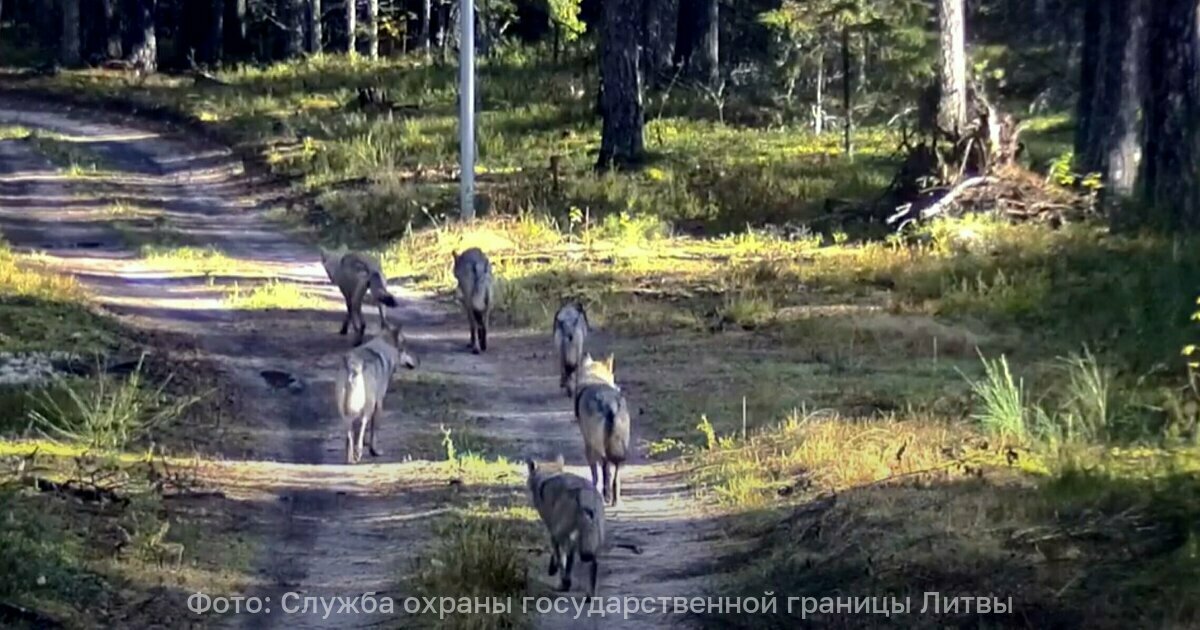 Стая белорусских волков беженцев миновала кордоны и ушла вглубь Литвы фото На белорусско литовской границе заметили необычных нарушителей В заповеднике Чяпкяляй на территорию прибалтийской республики проникла стая волков Об этом сообщили в Службе охраны государственной границы Литвы во вторник 21 октября 9 волков пересекли систему пограничного контроля и ушли вглубь заповедника Звери смогли пройти без преград так как на данном участке границы не установлено спиральное заграждение