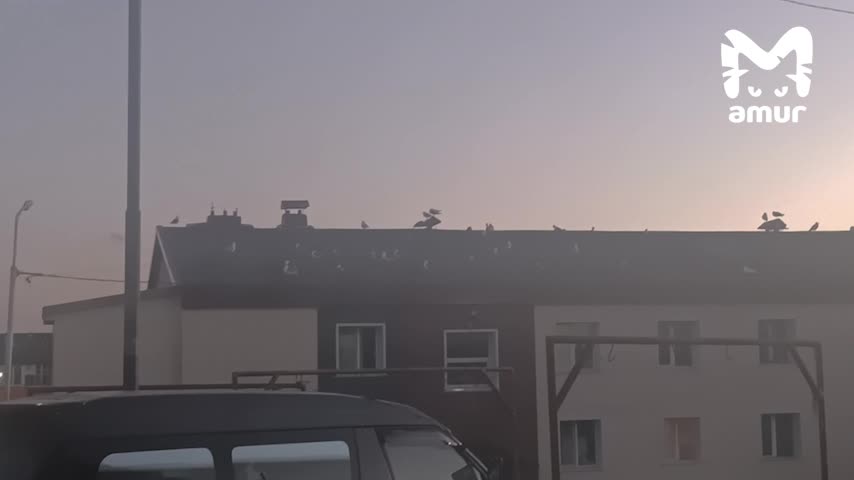 Кунашир и Итуруп сталкиваются с временными ограничениями на продажу топлива из-за задержек поставок