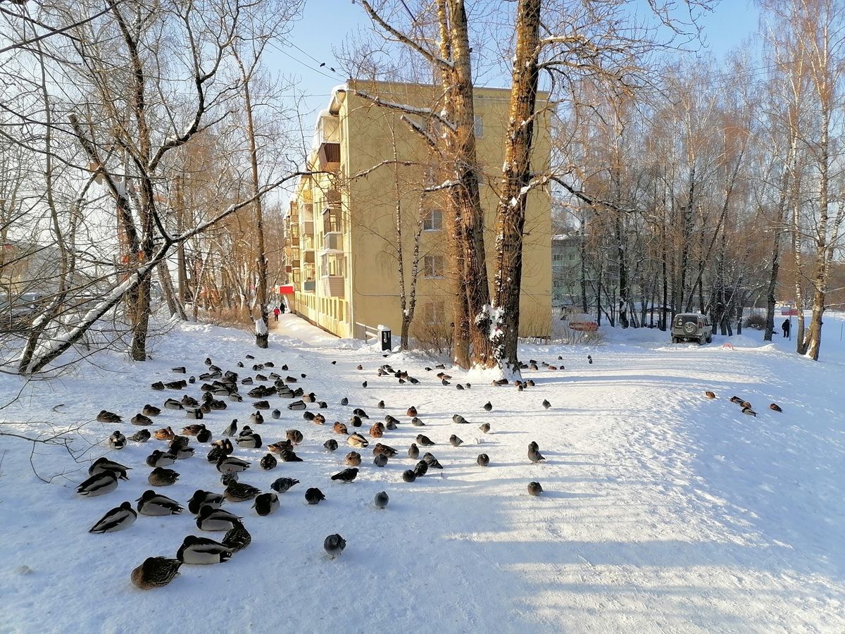 Калужский орнитолог насчитал 130 зимующих уток на Пуховском пруду kaluganews ru fn 1784987 html В Калуге продолжают наблюдать за зимующими водоплавающими птицами По данным орнитолога Юрия Галченкова 13 января в районе улицы Пухова учтено скопление крякв на месте подкормки Прислать новость Подписаться