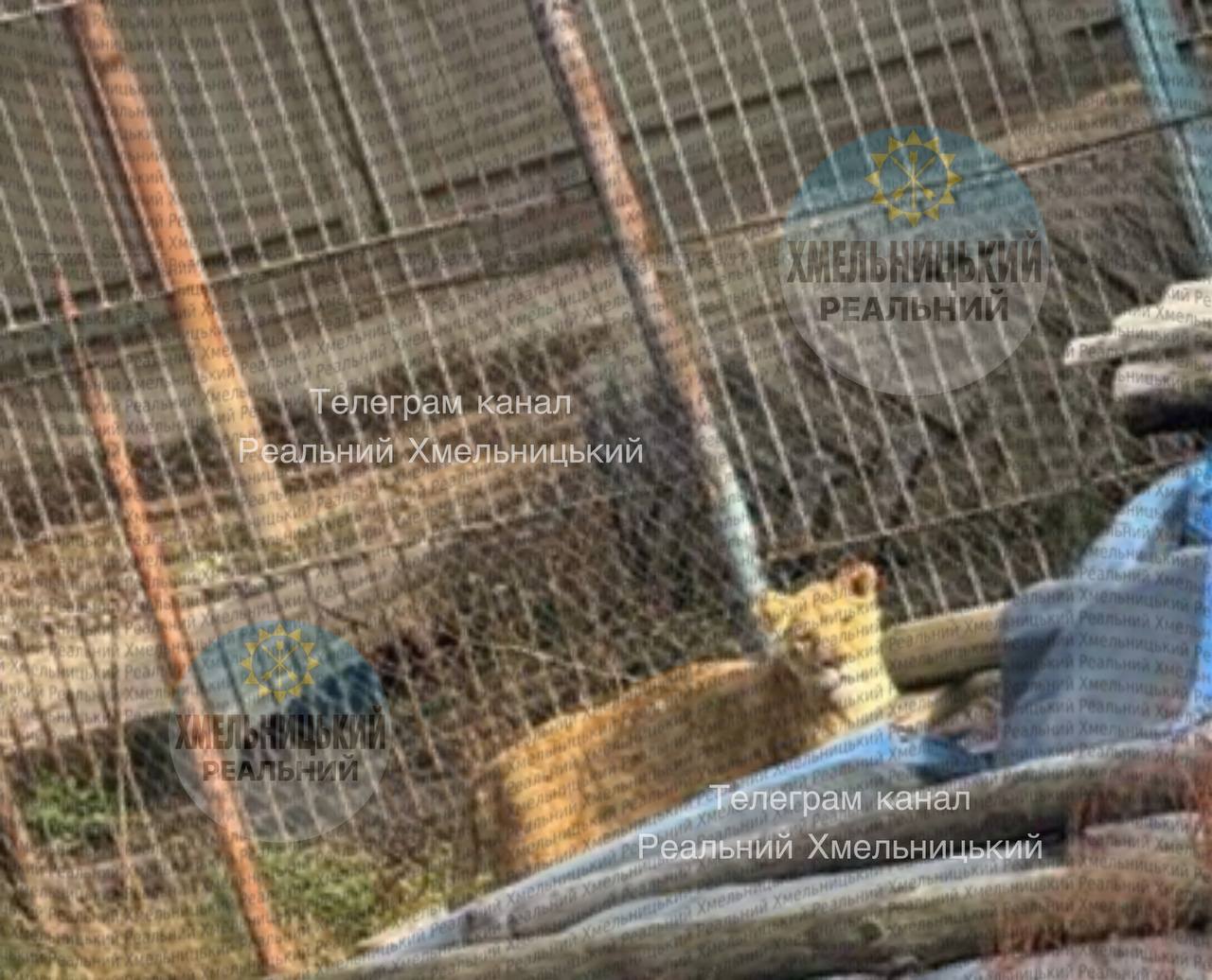 Из зоопарка в Хмельницком сбежали два льва Об этом пишут местные паблики По словам директора мини зоопарка Сергея Палехина кто то сломал замки на дверях вольера и львы сбежали Один из львов пойман поиски второго по кличке Амур продолжаются На его поиски будет направлено подразделение с БПЛА сообщают спасатели