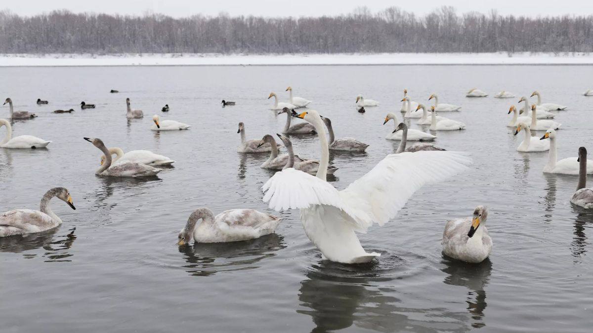Первые лебеди разведчики прилетели в Молодёжный под Бийском Птицы прилетают заранее чтобы оценить условия для будущей зимовки основной стаи Разведчики прилетают обычно в это время а стаю ждём к Синичкиному дню 12 ноября рассказала руководитель волонтёрского отряда Лебединая верность Ольга Корначенко Источник Бийский рабочий Подписаться Прислать новость