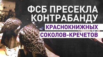 У жителя Чукотки изъяли трёх краснокнижных соколов-кречетов   Сотрудники пограничного управления ФСБ России по Восточному арктическому району задержали жителя Чукотки, подозреваемого в незаконном хранении трёх соколов-кречетов. Птицы занесены в Красную книгу Российской Федерации. По данным спецслужбы, мужчина планировал продать их третьим лицам. Возбуждено уголовное дело.  Читать далее