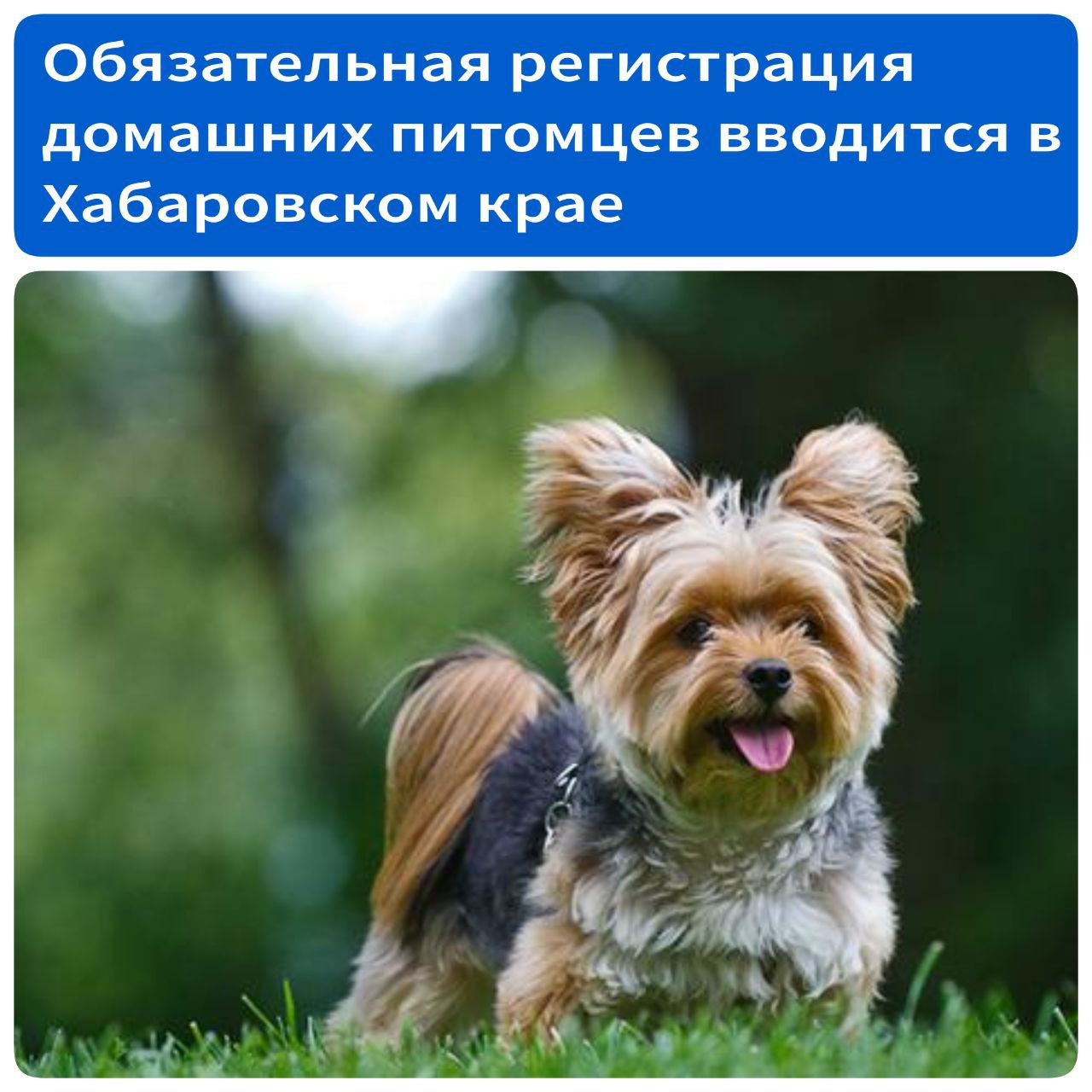 Обязательная регистрация домашних животных вводится в Хабаровском крае В июне этого года Законодательная дума края установила требование к региональному закону об ответственном обращении с животными. Он обязывает граждан регистрировать своих питомцев: процедура будет обязательна для владельцев собак, а вот кошек и грызунов можно регистрировать по желанию. Проект уже разработан, ожидается, что он вступит в силу с сентября после завершения процедуры согласования. Обязательным условием для регистрации станет вживление микрочипа животному. После этого его можно будет зарегистрировать в той же клинике. В единый реестр будут внесены номер чипа, фото четвероногого, его пол, возраст и окрас, а также данные владельца. Последнему необходимо предоставить свой паспорт, документы на питомца, заполненное заявление и справку о прививке от бешенства. «Вносится микрочип под кожу в холку. Процедуру планируется проводить по минимальной цене. Скажем, в государственной ветеринарной клинике это будет стоить около 550 рублей частные учреждения могут устанавливать другую цену . При этом вводятся и льготные категории клиентов – 50% скидку на процедуру получат инвалиды, многодетные семьи, пожилые жители и участники СВО», – рассказала начальник отдела правового обеспечения управления ветеринарии правительства Хабаровского края Екатерина Воробцова. Источник - ХКС