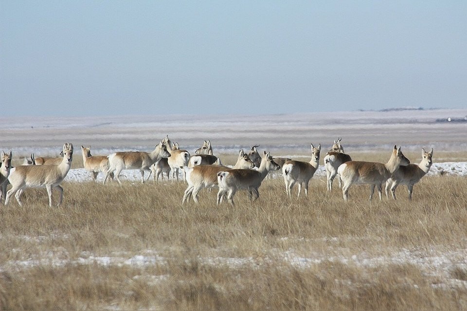 В Забайкалье резко выросла численность дзеренов В регионе отмечают возвращение монгольских газелей в исторический ареал сообщили в краевом Минприроды К 2025 году в Забайкалье обосновались 10 15 тыс оседлых дзеренов Основные места обитания Даурский и Сохондинский заповедники заказники Долина дзерена и Агинская степь Зимой в край дополнительно мигрируют 250 400 тыс дзеренов из Монголии с сентября по декабрь возвращаются весной Власти рекомендуют фермерам адаптировать хозяйства и принимать меры для защиты скота от контактов с дикими животными ZAB RU Проголосовать