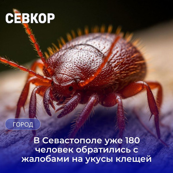 Два случая боррелиоза или болезни Лайма зарегистрировано в Севастополе с начала года За этот период с жалобами на укусы клещей в медучреждения города обратились 179 человек, в том числе 128 детей младше 14 лет, сообщают в Роспотребнадзоре. Для профилактики распространения опасных насекомых, с марта акарицидными составами обработали 221 гектар парков и других территорий. Жителям и гостям региона рекомендуют проводить самоосмотр после посещения зелёных зон. При обнаружении насекомого необходимо обратиться за помощью медиков. Читайте Севкор