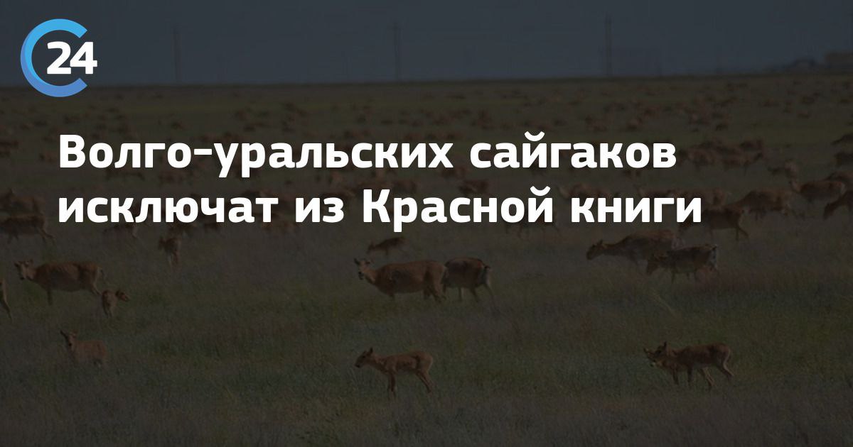 Минприроды планирует убрать из Красной книги две популяции сайгаков. Инициатором этого стало Правительство Саратовской области. С начала 2025 года в Саратовскую область мигрировало около 400–500 тысяч сайгаков. Сейчас численность вида в регионе оценивается в 1 млн особей, которые «наносят ощутимый ущерб сельхозпроизводителям, а также повреждают защитные сооружения государственной границы». ‼ Сайгак занесён в Красную книгу России с категорией редкости 1 и статусом угрозы «уязвимый». Вид также включён в красные книги всех субъектов РФ, входящих в его ареал. На территории России обитают три популяции сайгака: популяция Северо-Западного Прикаспия Калмыкия и Астраханская область ; волго-уральская популяция Астраханская, Волгоградская и Оренбургская области ; бетпакдалинская популяция Оренбургская область . В пояснительной записке к проекту приказа указано, что волго-уральская популяция является трансграничной — перемещение животных происходит между Россией и Казахстаном, и этот вид сайгаков на нашей территории постоянно не обитает. То, что сайгаки, мигрирующие из Казахстана, вредят сельхозугодиям палласовские аграрии знают не понаслышке, сайгаки вытаптывают и поедают посевы, которые с таким трудом выращивают фермеры в нашем засушливом климате. ‼ В итоге волго-уральскую популяцию охранять больше не будут, краснокнижный статус останется только у популяции северо-западного Прикаспия.