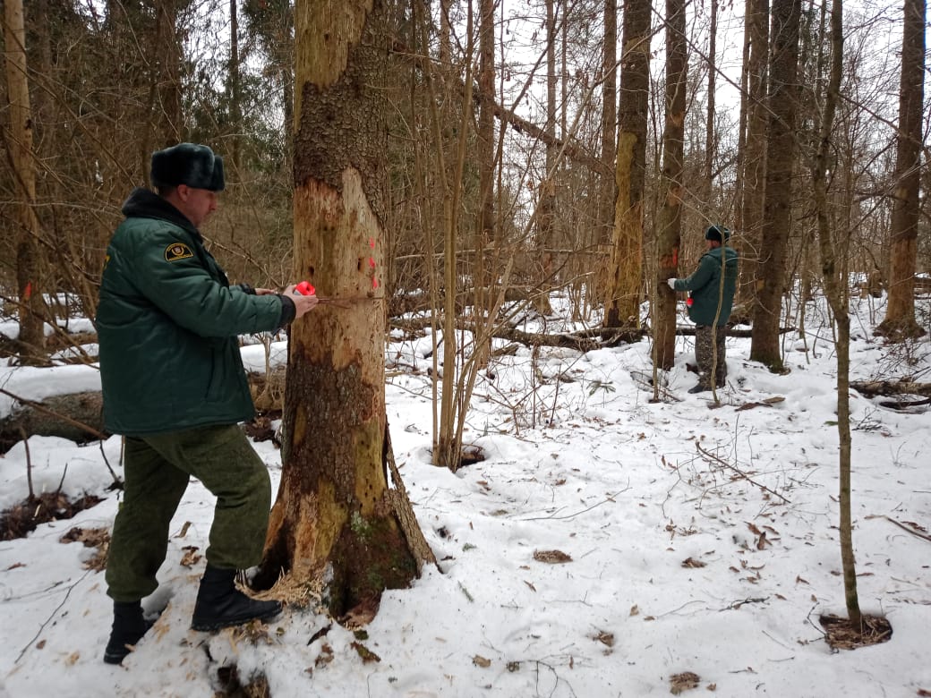 В Наро-Фоминском лесничестве в ходе патрулирования выявили деревья, пострадавшие от вредителей леса.  Сотрудники Верейского, Веселёвского и Вышегородского участковых лесничеств приступили к отводу лесного участка под сплошную санитарную рубку вблизи деревни Паново.  Проводится отграничение участка путем прорубки визиров, клеймение краской поврежденных деревьев и их учёт.   «При выявлении поврежденных лесных участков сотрудники лесничества проводят их обследование и приступают к процедуре отвода. В первую очередь внимание уделяется лесным насаждениям рядом с населенными пунктами и садовыми товариществами. Степень повреждения определяет вид санитарно-оздоровительного мероприятия. Это может быть уборка неликвидной древесины, выборочные или сплошные рубки», – прокомментировал старший участковый лесничий Юрий Бурлаков.  По предварительной оценке, площадь поврежденного участка составляет около 1,5 гектара. После проведения санитарно-оздоровительного мероприятия здесь выполнят лесовосстановительные работы.