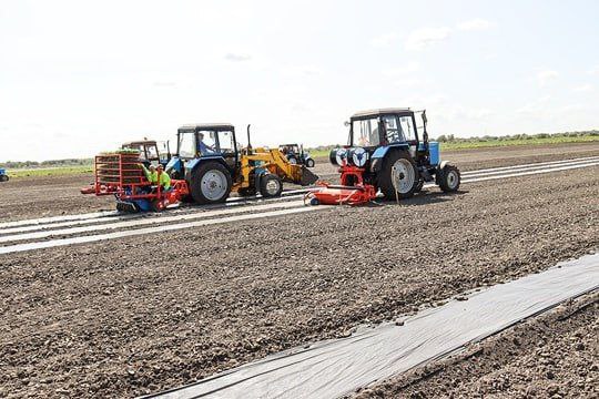 Аграрии района закончили весеннюю подкормку озимых Под урожай 2025 посеяно озимой пшеницы на площади 9129 га. Подкормлено озимых культур 4834 га, что составляет 53% от общего сева озимых. Подкормку зерновых культур успешно провели ООО «СП Орошаемое», КФХ Соловьева А.В. Завершается сев яровых зерновых культур поздних сортов, которые посеяны на площади 6,2 тыс. га, из них 3 тыс. га ячменя и 3,2 тыс. га кукурузы на зерно. Завершили сев зерновых культур на площади 2 тыс. га в КФХ Соловьева А.В., 500 га-КФХ Клипенштейн Я.А., 80 га - ООО «СП Дядя Ваня Девелей», 300 га - КФХ Лопушкова И.С., 158 га - КФХ Лозина Я.В. Увеличили посевы зерновых культур по сравнению с прошлым сезоном КФХ Соловьева А.В. на 1,5 тыс. га , КФХ Лозина Я.В. на 128 га . В ООО «СП Орошаемое» кукурузы на зерно посеяли на площади 2800 га, что выше уровня прошлого сезона на 1,7 тыс. га. В ООО «АПК Урожайный» засеяли кукурузой на зерно площадь 194 га. В КФХ Соловьева А.В. произвели посевы кукурузы на площади 160 га, КФХ Белова В.Д.–45 га.