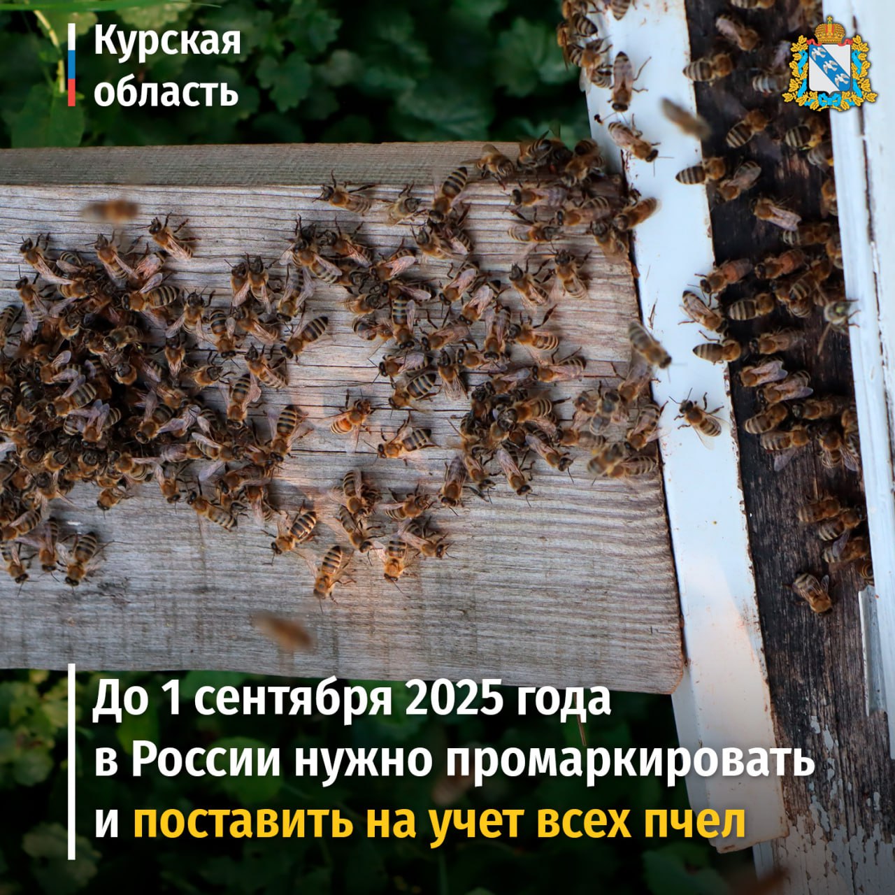 До 1 сентября 2025 года в России нужно промаркировать и поставить на учет всех пчел. Для этого используется групповой метод, данные должны быть размещены в компоненте «Хорриот», это часть системы Россельхознадзора «ВетИС». Пчелам присваивается УНСМ – уникальный номер средства маркирования, который можно получить, направив заявку в Россельхознадзор на предоставление групповых номеров, указав количество пчел. Информацию о региональных подразделениях службы можно найти на ее сайте. УНСМ наносится на табло, которое можно купить или изготовить самостоятельно, оно крепится на внешнюю сторону улья. Важно обеспечить визуальную считываемость информации с расстояния 3 метров. Маркировать нужно каждый улей или любое сооружение, где находятся пчелы. Это необходимо сделать в течение 14 дней со дня заселения или с момента ввоза пчел в Российскую Федерацию. Фото: Александр Баламутов. #агропром46