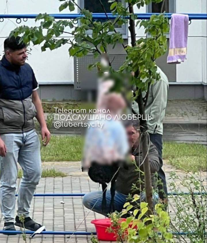 Мужчины разделали барана прямо во дворе в Троицке Совсем рядом находится детская площадка, мимо ходят школьники. Местные жители боятся, что это может стать постоянной практикой. Подслушано Люберцы