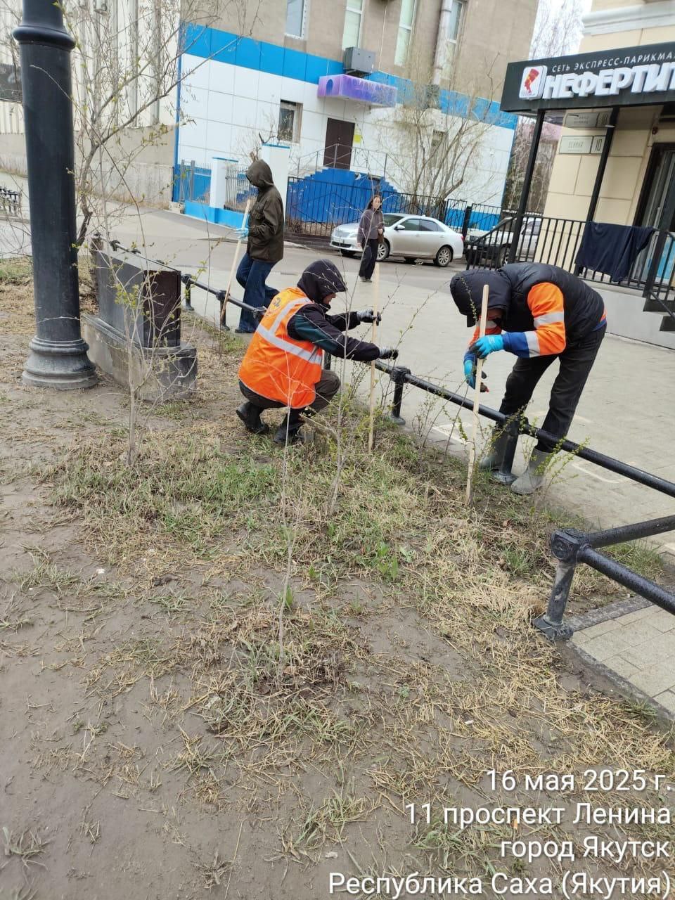 Советник главы города по озеленению информирует Екатерина Олеговна Павлова сообщает, что сегодня в городе начались мероприятия по обрезке зеленых насаждений. Санитарная и формовочная обрезка будет проводиться на деревьях и кустарниках, произрастающих вдоль улично-дорожной сети. Работы начались с проспекта Ленина. Напомню, что всего по проспекту было высажено около 6 тысячи растений в 2022 и 2023 гг. Большинство из них благополучно пережили уже третью зиму и снова распускают листья. Приживаемость - около 90 процентов. Из них - 3 тысячи кустарников в виде живой изгороди, которые необходимо ежегодно стричь для красоты и правильного роста. Работы проводят специалисты Якутдорстроя. Отмечу также, что, к сожалению, за зимний период сломано и вытоптано прохожими и колесами автомашин несколько десятков молодых саженцев березок, кустарников акации и боярышника. Будем восстанавливать. Пожалуйста, не ломайте насаждения сами и не давайте это делать другим! #озеленение #ПроспектЛенина