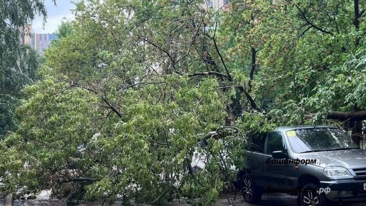 В парке Уфы на пожилых женщин рухнула ветка дерева   В парке культуры и отдыха «Нефтехимиков» на двух женщин, 74 и 77 лет, упала с дерева ветка.  «Бригадой скорой помощи они были транспортированы в лечебное учреждение для обследования. Причины инцидента выясняются», — сообщили «Башинформу» в пресс-службе управления гражданской защиты города.   Моя Уфа. Подписаться   Прислать новость