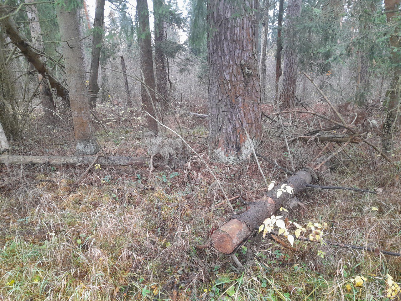Вблизи поселка Леспромхоз м о Шатура приводят в порядок лесной участок В квартале 35 Кривандинского участкового лесничества подрядчик занимается уборкой ветровальных поврежденных вредителями и сухостойных деревьев на площади 6 2 гектара Мероприятие проводится с целью улучшения санитарного состояния насаждений по результатам лесопатологического обследования На сегодняшний день работа выполнена на площади 2 гектара Погибшие деревья оставляются в лесу в кладницах поскольку они должны перегнить и сформировать плодородный слой Складированная древесина в данном случае не является валежником рассказал старший участковый лесничий Шатурского филиала ГАУ МО Мособллес Денис Беляев