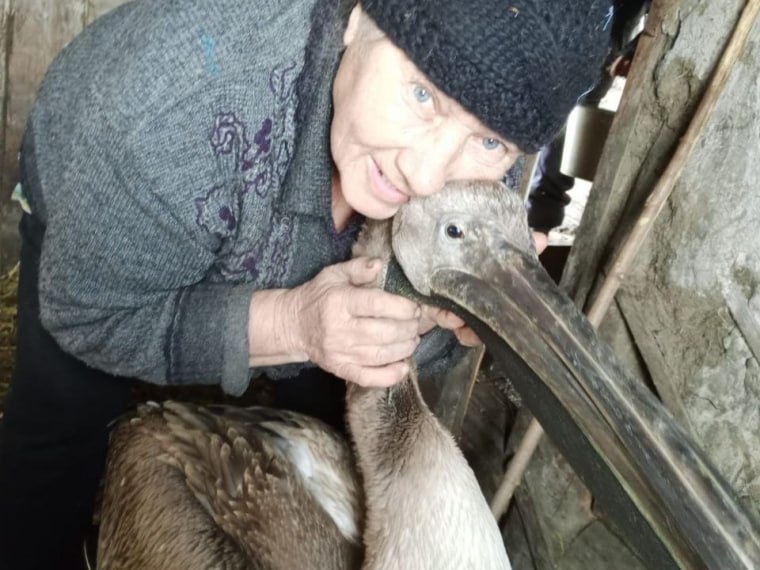 Омичка из глубинки потерявшая сына спасла от смерти раненного пеликана Сын Светланы Сабелькиной погиб на СВО Женщина с большим и добрым сердцем несмотря на личную трагедию продолжает активно заниматься волонтерской деятельностью вяжет теплые носки для бойцов на передовой А на днях холодным осенним вечером ее двор стал местом необычного происшествия Светлана Алексеевна вышла во двор и увидела у порога странную птицу еще совсем детеныша Это был пеликан Откуда он взялся мы так и не поняли У него раненое крыло лапка и клюв Видно лиса ли его потрепала то ли еще кто рассказывает она Женщина выходила птицу и передала ее специалистам регионального минприроды Теперь пеликана передадут в заказник Пеликаньи острова в Крутинке в Птичью Гавань или же в Большереченский зоопарк