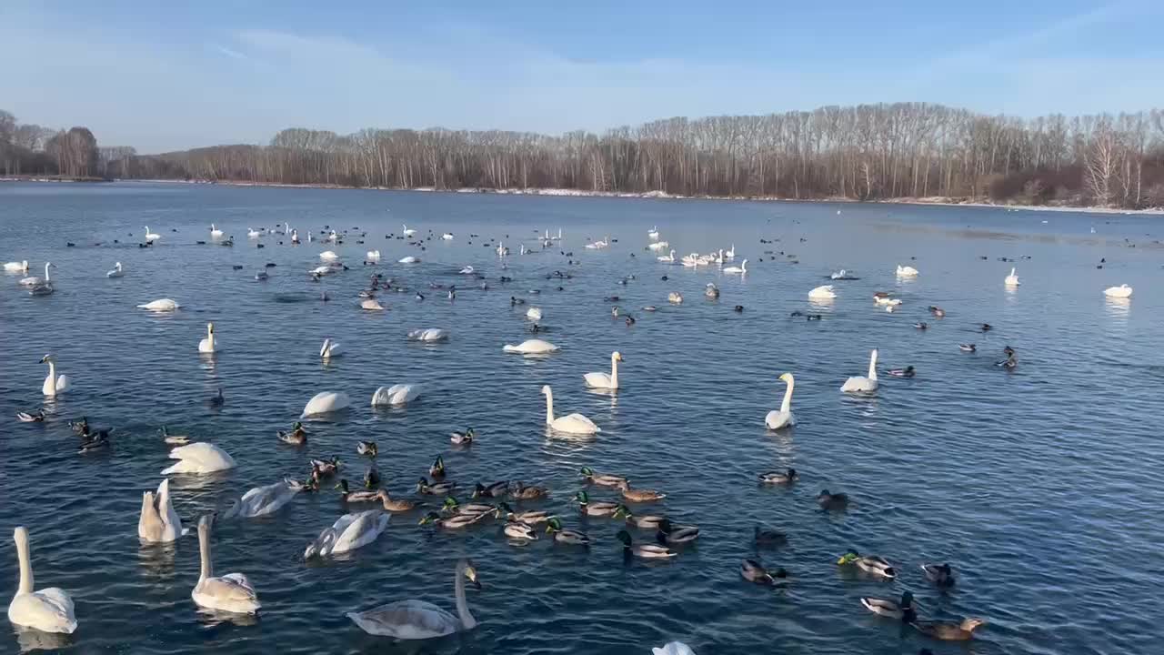 Лебеди начинают зимовку на озере Светлое в Алтайском крае