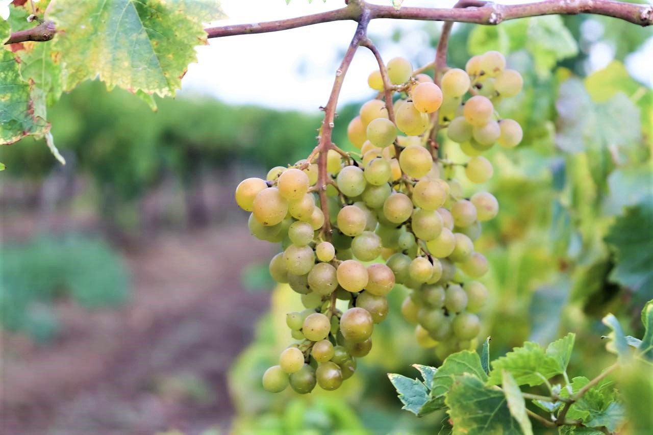 Вениамин Кондратьев Благодаря рекордному урожаю винограда на Кубани производство тихих вин возросло на 9 процентов Об этом губернатор Краснодарского края рассказал журналистам Кубань по праву остается ключевым российским производителем винограда и винодельческой продукции По итогам 2025 года мы собрали рекордные 313 тысяч тонн ягоды что позволило увеличить производство тихих вин на 9 процентов В итоге общий выпуск вина превысил 25 миллионов декалитров на 7 5 процента больше чем годом ранее В планах на этот год получить не менее 26 миллионов декалитров высококачественной винодельческой продукции сказал Вениамин Кондратьев Читайте нас в МАХ