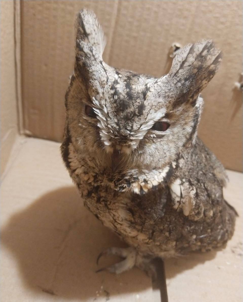 В Приморье спасают ошейниковую совку с травмой головы Ошейниковая совка с черепно мозговой травмой поступила вчера в приморский центр реабилитации Тигр Раненую птицу туда привезли неравнодушные жители Владивостока По словам сотрудников центра сейчас сове прописали покой и хорошее питание Специалисты надеются что после восстановительного периода она сможет вернуться к своей обычной жизни Источник siberiantiger center vmfareast