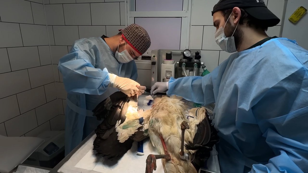 В парке птиц Малинки спасли подстреленного охотниками белого аиста Этот вид занесён к Красную Книгу и находится под особой охраной Однако это не остановило охотников Неизвестные подстрелили птицу в Калужской области Оказалось что у пернатого перелом запястья Его пришлось ампутировать чтобы остановить распространение инфекции Сейчас пациент чувствует себя хорошо По словам орнитологов теперь аист не сможет вернуться в дикую природу и останется в парке Вести Дон Telegram MAX