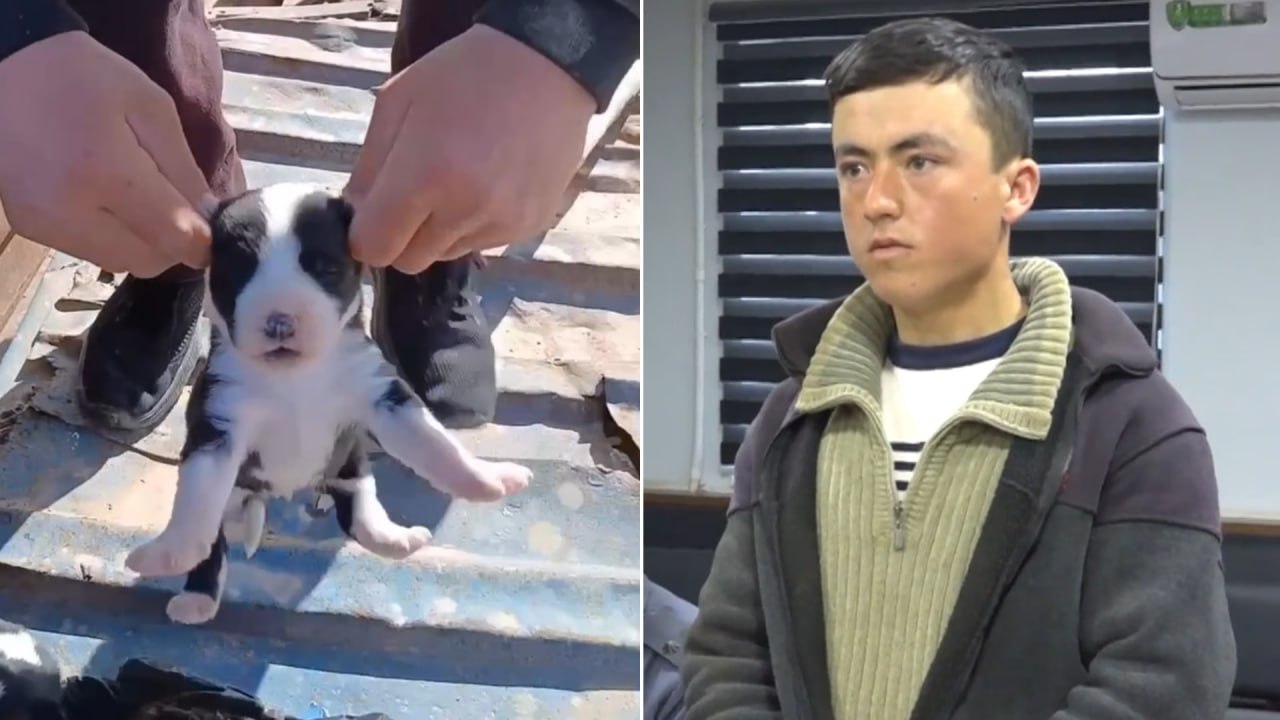 В Сурхандарье к 10 суткам ареста приговорен мужчина оторвавший щенкам уши видео Правонарушитель прокручивая щенков за уши отрывал их В результате пострадали как минимум три щенка   uznews uz ru news 107596 uznews