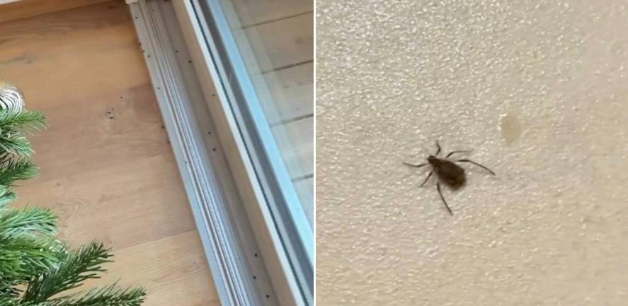 Тёплая зима привела к появлению ёлочных клещей в квартирах россиян В Москве Подмосковье и Санкт Петербурге уже зафиксированы случаи проникновения клещей в дома вместе с живыми ёлками В тепле эти паразиты активизируются и могут представлять опасность для здоровья перенося различные инфекции Чтобы избежать укусов специалисты рекомендуют перед установкой ёлки вынести её на балкон и тщательно стряхнуть на улице Подпишись на нас в МАХ