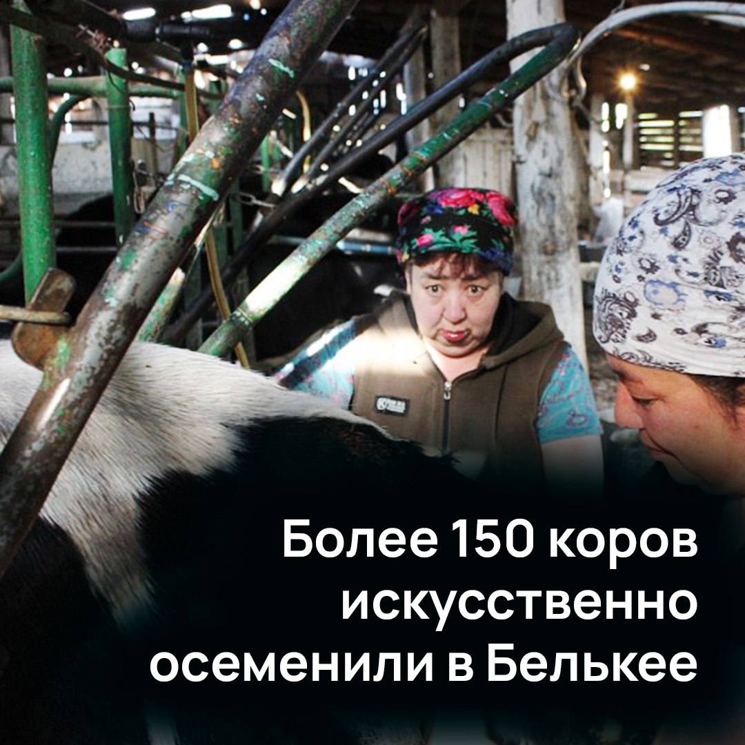 В местности Белькей Олекминского района уже год работает животноводческий комплекс ООО «Кладовая Олекмы» Сегодня на ферме трудятся 8 основных операторов машинного доения. За один рабочий день по ферме надаивают 3 128 кг молока, это по 16 литров с одной фуражной коровы. С начала года надоено 306,225 т молока. На ферме у нас содержится 238 дойных коров, 209 отелились, ждём появления еще 14 телят. В телятнике, который находится не очень далеко от летней фермы, содержатся 335 голов. – Процесс искусственного осеменения коров идёт непрерывно, на 1 июня 152 коровы прошли через данную процедуру, это считай 70 % дойного стада. Основная проблема состоит в нехватке рабочих рук, не хотят люди работать на ферме. Хотя зарплата высокая и выплачивается ежемесячно, – говорит заслуженный работник сельского хозяйства республики Мария Голомарева. К 2030 году объем производства в АПК должен увеличиться на четверть, а экспорт агропродукции должен вырасти в 1,5 раза. Такое заявление сделал президент Владимир Путин в своем послании Федеральному собранию. Президент заверил в продолжении поддержки отрасли со стороны государства.