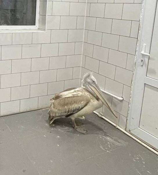 Редкого кудрявого пеликана спасли из ледяного озера в Ростовской области Птицу нашли ослабевшей на замёрзшем озере недалеко от села Круглое она просто не могла взлететь Мужчина который её заметил позвонил в экстренные службы сам надел гидрокостюм зашёл в холодную воду и удерживал пеликана до приезда инспекторов Росприроднадзора Специалисты осмотрели птицу и поняли что она сильно истощена Пеликана перевезли в Южный парк птиц Малинки где ему теперь помогут восстановиться Состояние птицы стабильное жизни ничего не угрожает но крыло серьёзно повреждено Кубанские Новости Мы в MAX