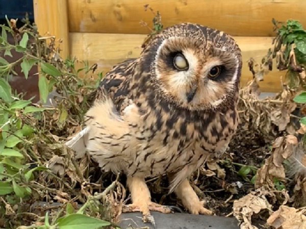 Уличные фотосессии с дикими животными запретят в Челябинске С 1 марта 2026 года уличным фотографам в Челябинске запретят использовать птиц змей хорьков и других животных в качестве реквизита для съемок Администрация города внесла соответствующие изменения в правила благоустройства Теперь чтобы предлагать туристам фотосессии с совами змеями или хорьками уличным зазывалам потребуется специальное разрешение а нарушителей начнут наказывать Мы настаивали на запрете подобных бытовых услуг в неустановленных местах которые бы позволили применять реальное наказание для лиц использующих птиц и животных ради наживы Именно такие поправки внесены в правила благоустройства отметили в Народном фронте До сих пор в Челябинске не было законов запрещающих использовать диких птиц и экзотических животных в коммерческих целях Пользуясь этим владельцы питомцев выходили на улицы и предлагали прохожим сделать снимки за плату Подписаться на vecherchel   Поддержать Читать в Мах